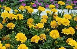 孩子感谢老师最朴实的句子(精选60句)