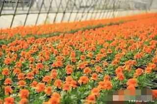 肊