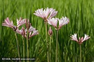 黤黕