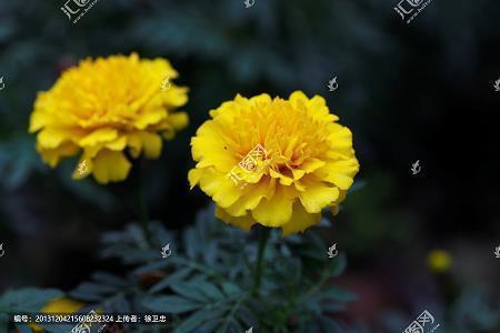 高垒深堑