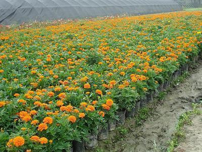 2021元宵节祝福语四字成语 2021元宵节四字祝福语顺口溜