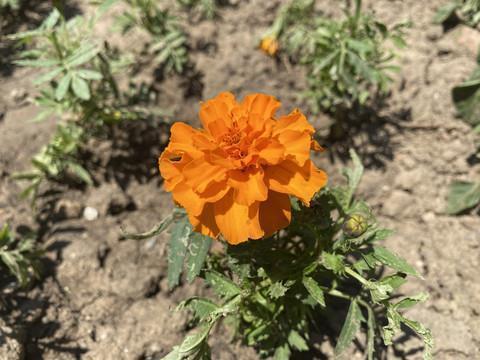 芳旨