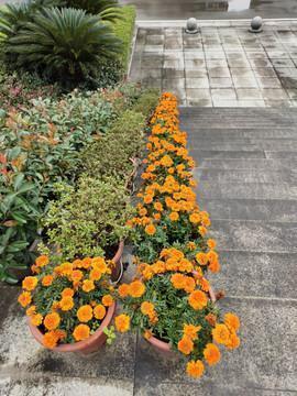 飞灰