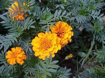 平安夜经典祝福句子大全