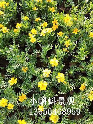 粽
