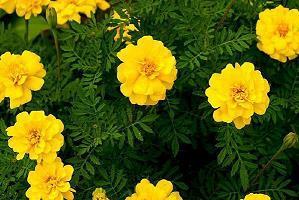 姐妹之间的唯美句子