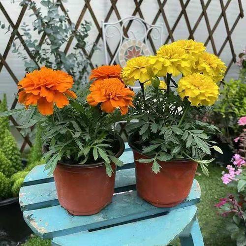 筚门闺窬