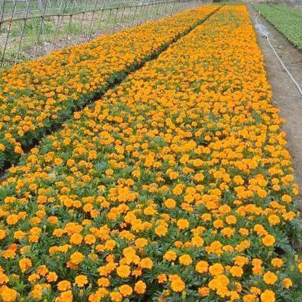 2021西方情人节送女生的浪漫祝福文案