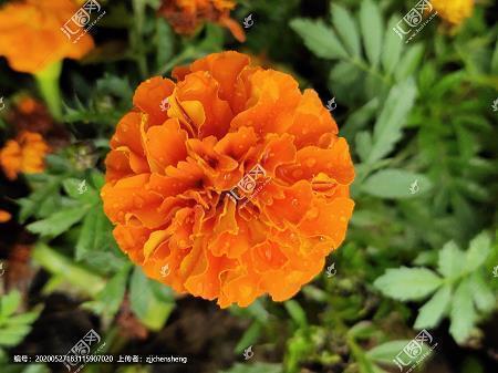 2021牛年拜年祝福语句押韵