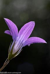 鹪栖