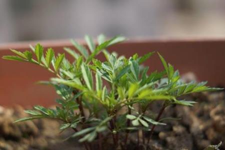 一句话后悔说说短语 未婚怀孕是女人一辈子最后悔的事情