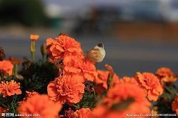 【推荐】小暑节气的古诗 描写小暑的唯美句子汇编91句