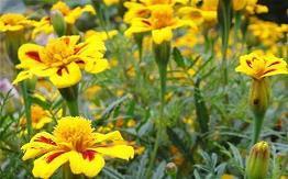 鹯芋