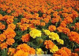 2020周末幽默祝福短信