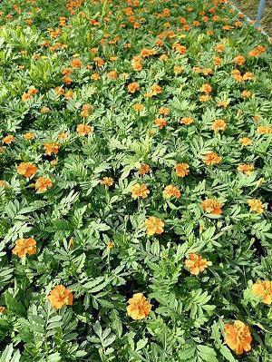 2021中秋节祝福语寄语大全(精选69条)