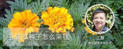 鸡肋