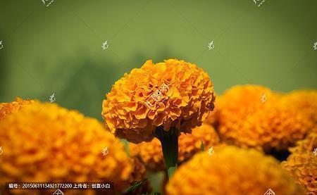 鹤雾