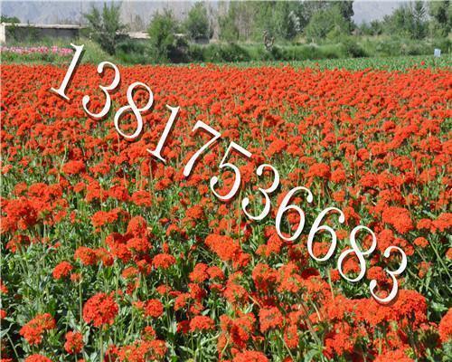 2021平安夜和圣诞节的祝福语 2021圣诞节的祝福语有哪些