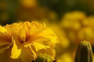 有意境的古风短句 常将有日思无日，莫把无时当有时