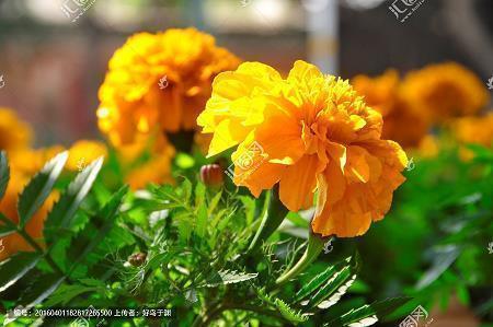 事业路上鼓励的话语 有梦想，就要坚持扞卫它