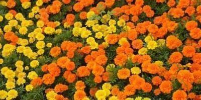 2020关于圣诞节的优美句子