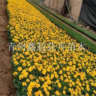 观者猬集