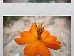 膢