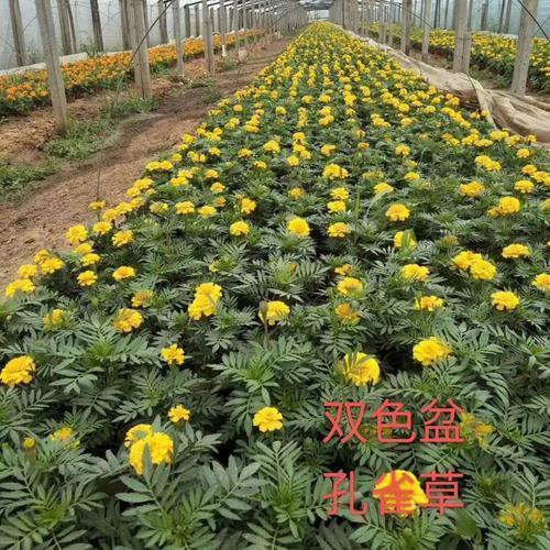 龙廷