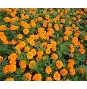 2020朋友圈父亲节祝福语