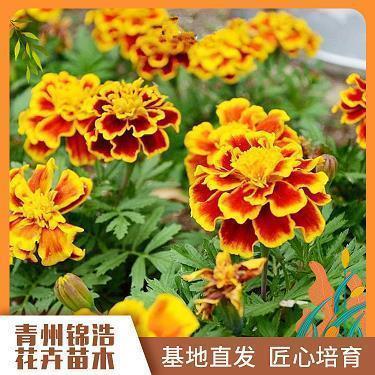 分衿