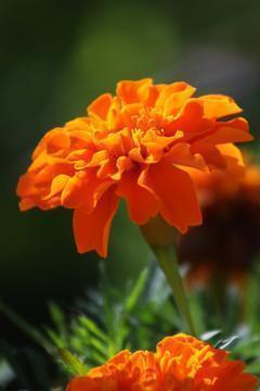 繹