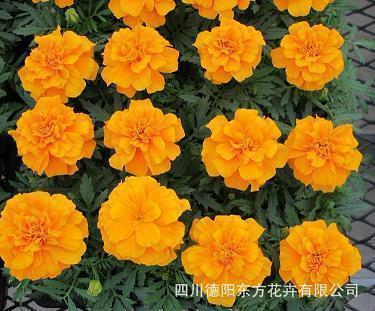 关于非主流的搞笑说说大全(精选87句)