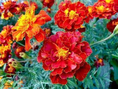 7月你好微信朋友圈说说句子 七月你好高质量说说(精选19句)