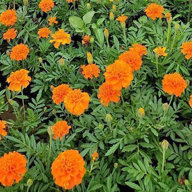 2021简短的春节拜年祝福语文案