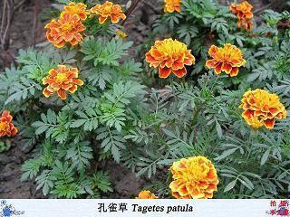 【精选】不想流泪的说说汇编100句