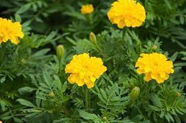 2021建党100周年全新的祝福语(精选74条)