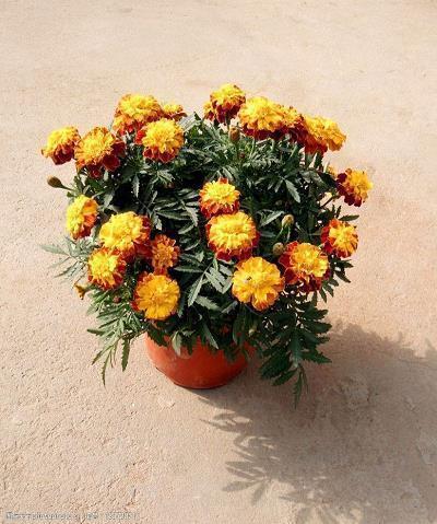 2月再见三月你好很暖心的语录53句