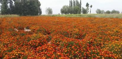 2020好朋友生日微信祝福语