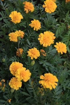 2021牛年新年春节祝福语短信大全