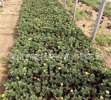 qq说说悲伤的短语 承诺有多心酸，誓言就有多荒唐