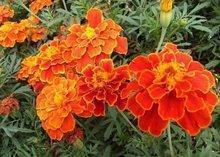 2021大年初一祝福语简短一句话 大年初一经典文案一句话