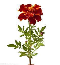 关于出错后悔的句子