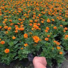 搞笑说说最新版