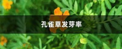 魏姚
