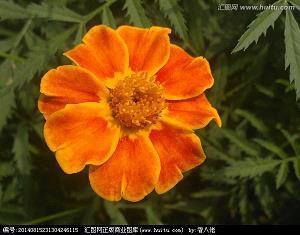 鲂赪
