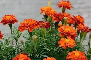 形容小朋友笑的开心的优美句子