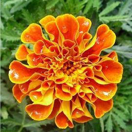 农村环境卫生整治宣传标语牌口号大全