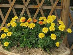 七夕节祝福语言送爱人汇总31句