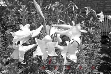 2020给同事的元宵节祝福语简短