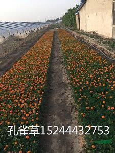 朋友圈发表的情感说说大全合集48句